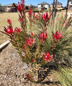 leptospermum salignum growing in a park playground with green foliage and burgundy red native flowers