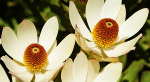 Close-up of two white flowers with red and yellow centers, surrounded by lush green foliage, reminiscent of the vibrant hues found in Leucadendron 'Harlequin' 6" Pot blossoms.