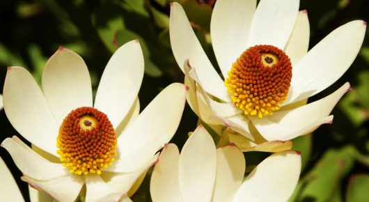 Close-up of two white flowers with red and yellow centers, surrounded by lush green foliage, reminiscent of the vibrant hues found in Leucadendron 'Harlequin' 6" Pot blossoms.