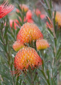 The vibrant display of Leucospermum 'Carnival® Coast' features orange and yellow pincushion protea flowers with thin, red-tipped petals blooming amid green foliage. This striking plant is perfect for enhancing any environment when grown in a decorative 6" pot.