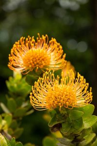 Blooming in vibrant yellow-orange hues, the Leucospermum 'Carnival® Coast' from a 6" pot stands out against a blurred green backdrop, evoking the essence of a true coastal carnival spectacle.