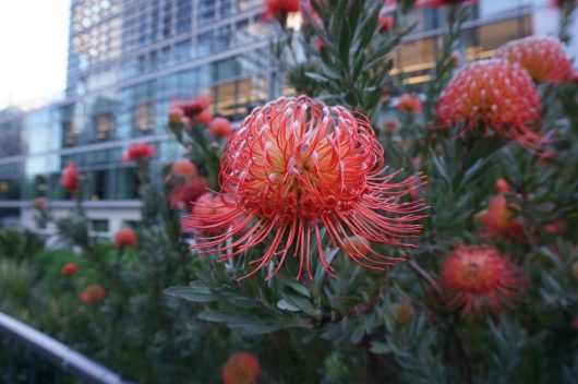 Close-up of a vibrant Leucospermum 'Carnival® Flame' from a 6" pot, featuring pointed orange petals and lush green foliage, set against a backdrop of glass buildings.