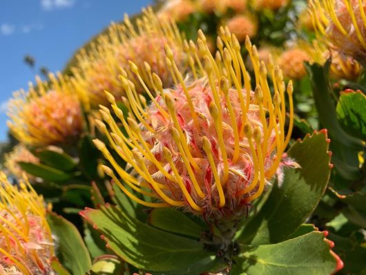 Close-up of a vibrant yellow and orange Leucospermum 'Carnival® Flame' from a 6" pot, surrounded by lush green leaves and basking under a clear blue sky.