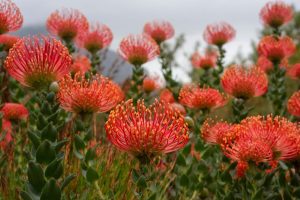 The Leucospermum 'Carnival® Orange' flowers are in full bloom, their striking red pincushion petals providing a stunning contrast against the lush green foliage beneath a cloudy sky, all eloquently arranged in a 6" pot.