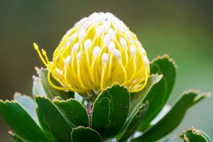 Close-up of a striking Leucospermum 'Carnival® Red' flower in a 6" pot, featuring vibrant yellow hues and green leaves, gently swaying against a blurred background.