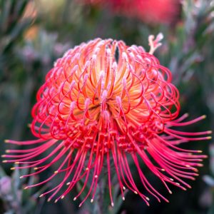 Close-up of a pink and orange Leucospermum, commonly known as the pincushion protea flower. Its delicate, elongated petals stand out against a blurred natural background, reminiscent of the unique beauty found in the Leucospermum 'Red Phantom' 6" Pot variety.