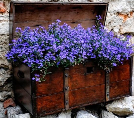 A 4" pot of Lobelia 'Midnight Blue' flowers, nestled in a wooden chest and displayed against a timeless stone wall.