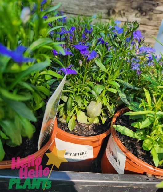 Lobelia 'Midnight Blue' 4" Pot garden plants feature vibrant purple-blue blooms and rich green foliage, each marked with a barcode. They are displayed outdoors beside a wooden fence, with the "Hello Hello Plants" logo visible in the corner.