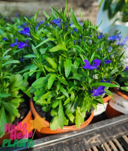 Lobelia 'Midnight Blue' in a 4" plastic pot with small flowers, and the text "Hello Hello Plants" is visible in the image.