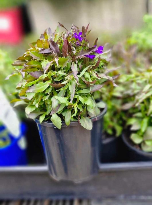 A Lobelia 'Midnight Blue' 4" pot, featuring green and purple leaves with small purple flowers, is placed on a metal surface.