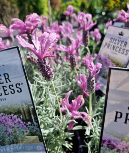 Close-up of lush Lavandula plants in full bloom, nestled in pots with signs labeled "Lavinnova® 'The Princess' Lavender 6"" among them.