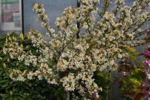 The Malus 'Sargent's' Crab Apple Standard 1.5m, presented in a 16" pot, features clusters of small white blossoms and is placed amidst lush greenery against a corrugated wall.