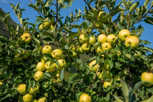 Under the clear blue sky, a Malus 'Prima Heritage' tree in a 10" pot stands adorned with numerous ripe green apples.