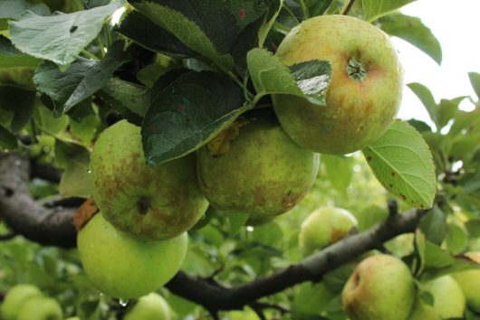 Golden-hued King Of The Pippins apples dangle enticingly from a branch, nestled amongst lush leaves in the serene orchard, showcasing the beauty of Malus 'King Of The Pippins' Apple 10" Pot in its prime.