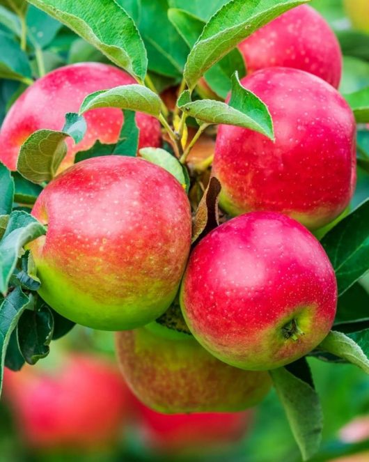 A cluster of ripe red apples from the Malus 'Prima Heritage' variety glistens among the green leaves on a tree branch.