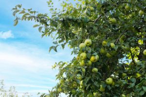 A flourishing Malus 'Golden Reinette' Apple in a 10" pot stands proudly against a clear blue sky, its lush leaves cradling vibrant green apples.