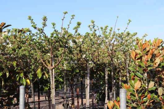 Rows of Malus 'Sargent's' Crab Apple Standard 1.5m trees with budding branches in a sunny orchard, surrounded by lush foliage.