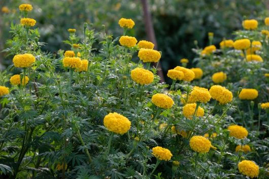 A field of vibrant Tagetes 'African Queen' Marigold flowers in full bloom, complemented by lush green foliage, showcases the stunning beauty of these marigolds.