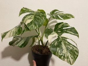 The Monstera 'Thai Constellation' 5" Pot displays its striking green and white foliage beautifully against a plain wall.