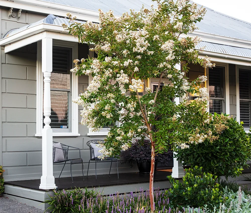 A small tree with white blossoms graces a Hamptons garden in front of a gray house, complete with a porch and two inviting chairs.