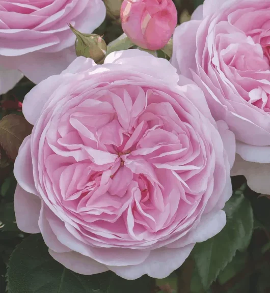 Close-up of a blooming pink rose with layered petals, surrounded by green leaves and a rosebud.