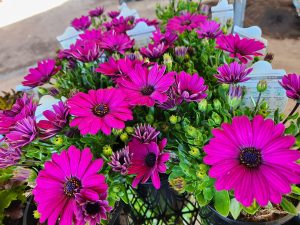 Close-up of bright purple daisy-like flowers with lush green foliage in a garden setting.