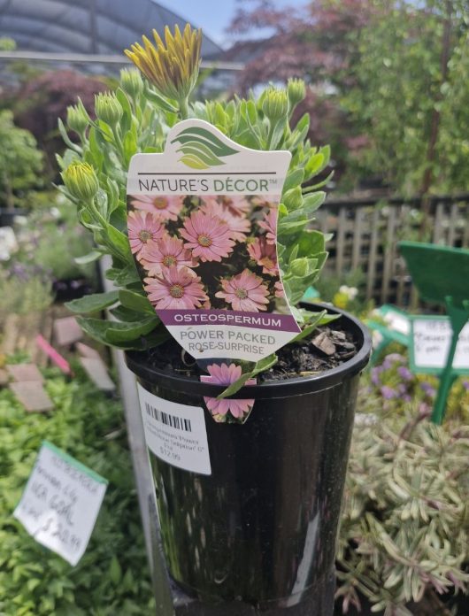 The garden center is showcasing the Osteospermum 'Power Pack Rose Surprise' African Daisy, featuring pink daisy-like flowers, in a 6" pot.