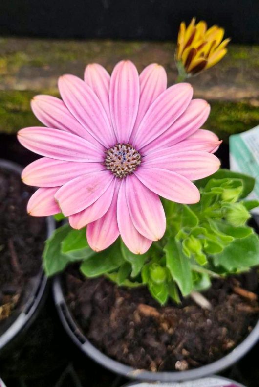 Close-up of the Osteospermum 'Power Pack Rose Surprise' African Daisy featuring its vibrant pink petals and purple center amidst lush green leaves in a sleek black pot. A budding yellow flower adds an unexpected touch in the blurred background.