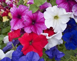 Close-up of a vibrant assortment of petunias in purple, white, red, and blue, with green leaves in the background.