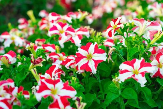 A cluster of red and white petunias with green leaves in a garden setting.