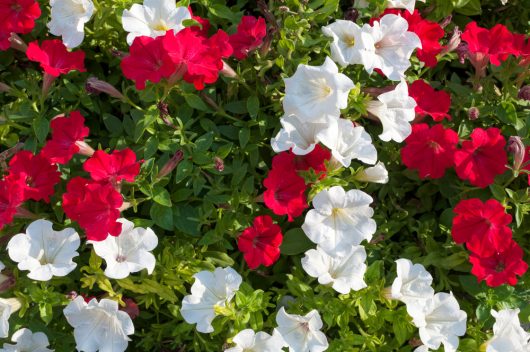 A bed of red and white petunias in full bloom with green leaves visible underneath.