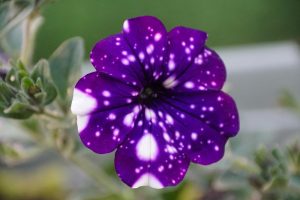 A close-up of the Petunia 'Surprise Sparkle Blue' flower, featuring white speckles on its blue petals that evoke a starry night sky, making it ideal for enhancing any hanging basket.