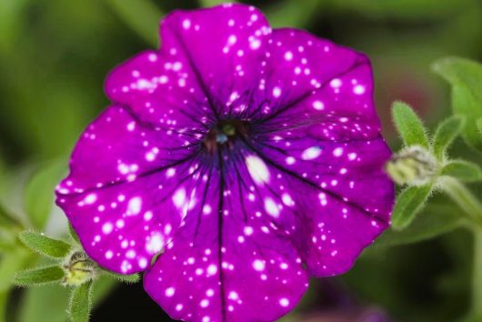 Close-up of a Petunia 'Surprise Sparkling Cardinal' flower, featuring purple petals with white speckles, set against lush green leaves in the background.