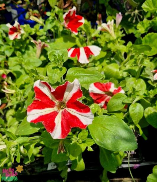 Petunia 'Kandy Kane' 4" Pot boasts vibrant red and white flowers featuring star patterns, surrounded by lush green leaves basking under the bright sunlight.