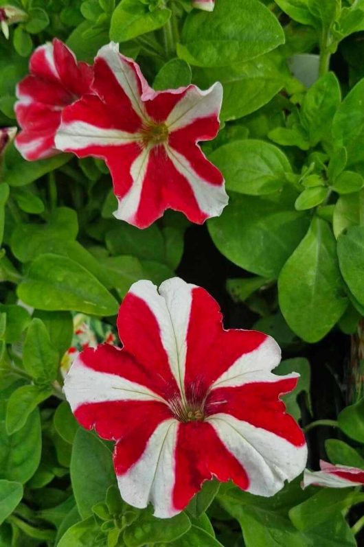 Two vibrant blooms from the Petunia 'Kandy Kane' 4" Pot, with their striking red and white stripes, stand out against a lush backdrop of green leaves.