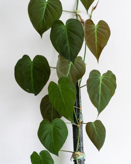 The Philodendron micans 'Velvet Leaf' is a vertical climbing plant with large, heart-shaped green leaves set against a white background.