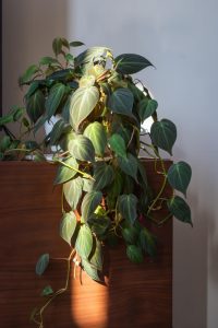 A philodendron plant with heart-shaped leaves cascading over a wooden surface, lit by sunlight.