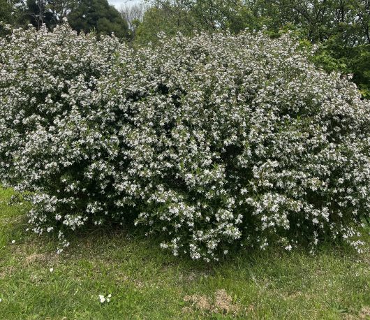 Dense shrub with numerous small white flowers in a green outdoor setting.