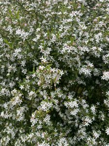 Bush with numerous small white star-shaped flowers and scattered green leaves.