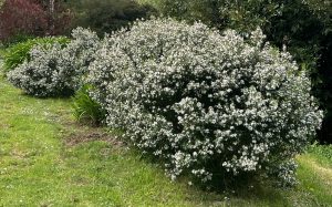 Bushes covered in small white flowers on a grassy slope with trees in the background.