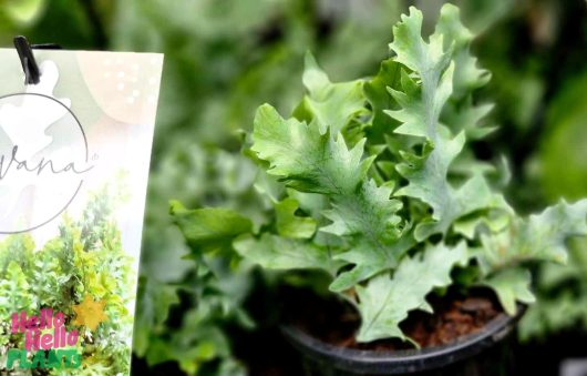 Close-up of a potted Phlebodium 'Davana™' Blue Star Fern in a 5" pot, featuring its jagged green leaves. A partially visible plant label is on the left side.