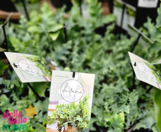 A close-up shot displays potted plants with labels reading "Phlebodium 'Davana™'" in a nursery setting. The Blue Star Fern, nestled in a 5" pot, brings a vibrant touch to the lush display.