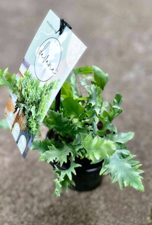 A small Phlebodium 'Davana™' Blue Star Fern thrives in a 5" pot, its green leaves complemented by a labeled tag attached.