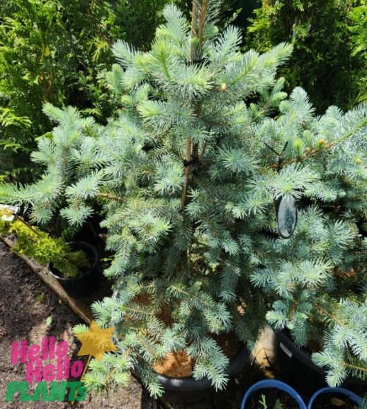 A Picea 'Blue Diamond' Spruce 20" Pot, nestled amongst other plants, set against a sunny backdrop. Vibrant text placed in the bottom left corner.