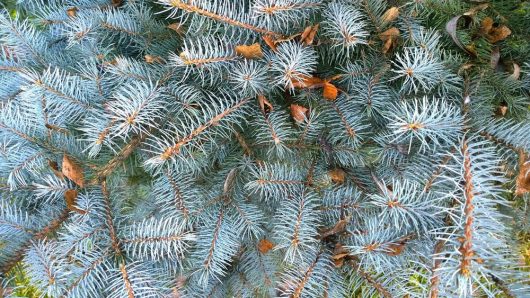 Close-up of Picea 'Blue Diamond' Spruce 20" Pot branches with needles, dotted with a few scattered brown leaves.