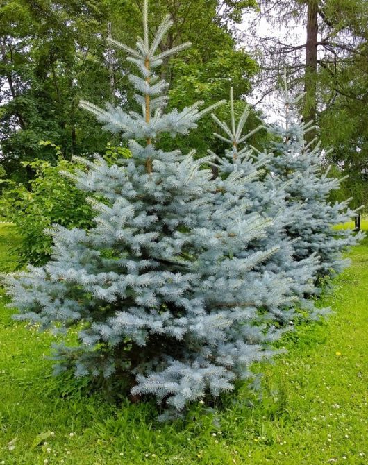 A row of blue spruce trees with dense, bluish needles stand on a grassy area with other green foliage in the background.