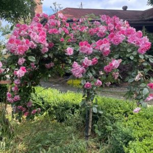 Pink roses bloom abundantly on a green arch, set in a garden with trimmed hedges and a building in the background.