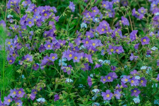 A field of vibrant purple wildflowers with yellow centers and small blue Polemonium 'Stairway To Heaven' flowers interspersed among green foliage feels like a journey to paradise.