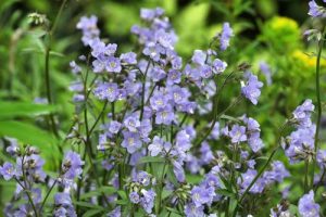 Purple flowers with green foliage in the background.