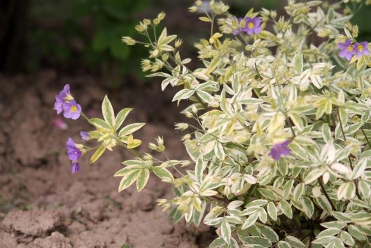 The Polemonium 'Heaven Scent' in a 6" pot features white-edged leaves and small purple flowers, thriving beautifully in the garden.